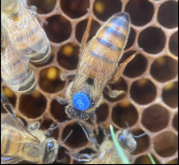Imported Queens-PRE SALE FOR PICK UP MAY 15th