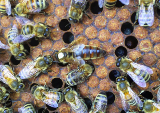 Imported Queens-PRE SALE FOR PICK UP MAY 15th
