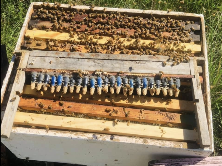 Imported Queens-PRE SALE FOR PICK UP MAY 15th