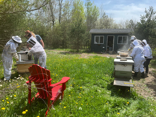 2024 Introduction To Beekeeping Course