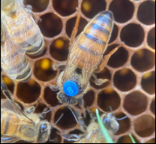 Imported Queens-PRE SALE FOR PICK UP MAY 15th